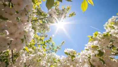 Photo of Сончево и топло, попладне на повеќе места пороен дожд, грмежи и засилен ветер