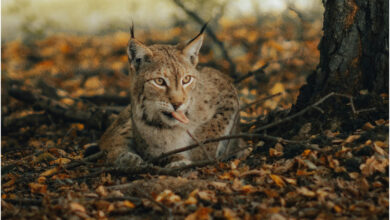 Photo of ВИДЕО: Снимен е “шумскиот фантом” –  балканскиот рис за кој се веруваше дека е истребен