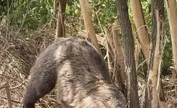 Photo of (ВИДЕО) Ослободена мечка уловена во стапица кај Дебарски Бањи