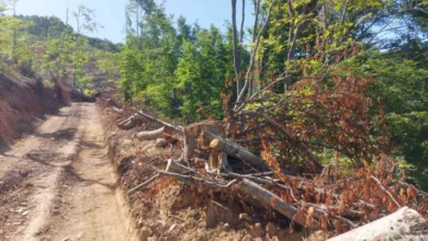 Photo of Граѓаните немаат доверба во институциите за справување со нелегалната сеча на шуми, покажа истражувањето на „Рефорд“