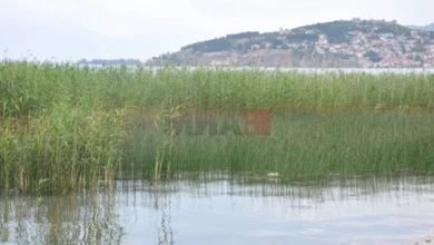 Photo of Фронт 21/42“: 17 граѓански организации бараат итно спроведување на меѓународното законодавство за законите за Охридско Езеро и Студенчишко Блато