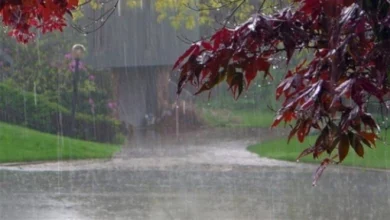 Photo of Најмногу дожд наврнат во Пожаране и Лазарополе