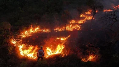 Photo of Во пожарите во Бразил досега изгоре површина поголема од Белорусија