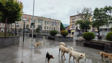 Photo of Околу две илјади бездомни кучиња во Вардарски регион, наскоро стартува хуманото прифатилиште