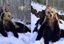 Photo of Анима Мунди: Дали Дранго има забрана за користење оружје и истото му е одземено во предходна постапка?