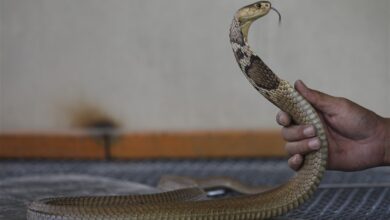 Photo of На аеродромот во Загреб запленети две кобри пристигнати од САД