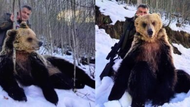 Photo of Обвинителството цел месец не го викнало на распит заменик-директорот што се сликаше со угината мечка и со пушка