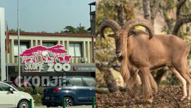 Photo of Угинаа животни во скопската ЗОО, сомнежот е дека станува збор за труење