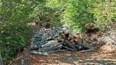 Photo of Кривична пријава за „несовесно работење во службата“ против двајца вработени во ЈП „Национални шуми“