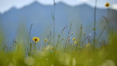 Photo of Сончево и топло, до 30 степени