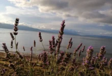 Photo of Облачно, локално со повремени поројни дождови
