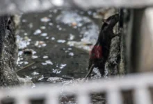 Photo of Во Сараево три нови случаи на лептоспироза