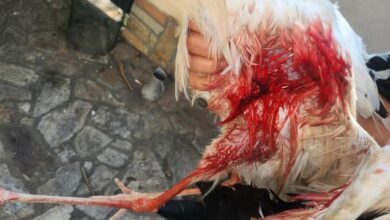 Photo of „Анима мунди“ бара реакција од институциите за малтретирање на штрк од група деца во Гевгелија