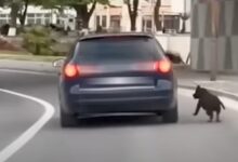 Photo of (ВИДЕО) Кривична пријава за мачење животни