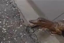 Photo of (ВИДЕО) Како во Ниш беше „фатен“ крокодил: Не можев да му се доближам мислев ги демне мачките
