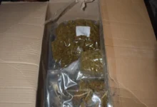 Photo of Запленети над два тона сув цвет од канабис од објект на правно лице во Зелениково
