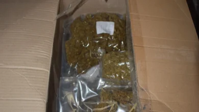 Photo of Запленети над два тона сув цвет од канабис од објект на правно лице во Зелениково