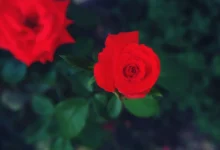 Photo of Рами и Басам