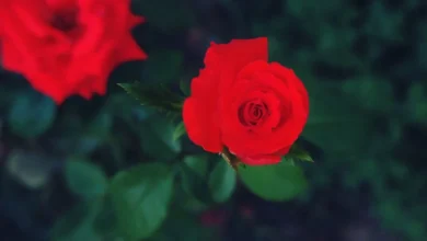 Photo of Рами и Басам