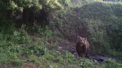 Photo of На Шара се поставуваат електрични огради за заштита на имоти од мечки и волци