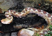 Photo of Поскок касна жена (80) во Словенија, почина пред да стигне до болница
