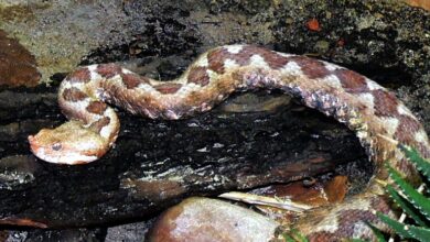 Photo of Поскок касна жена (80) во Словенија, почина пред да стигне до болница