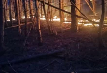 Photo of Гори мешана шума во Длабочица, општина Старо Нагоричане