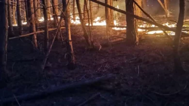 Photo of Гори мешана шума во Длабочица, општина Старо Нагоричане