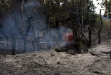 Photo of Во последното деноноќие во Албанија регистрирани 21 шумски пожар