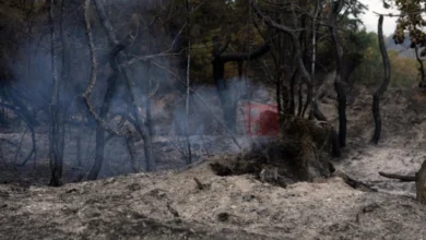 Photo of Во последното деноноќие во Албанија регистрирани 21 шумски пожар