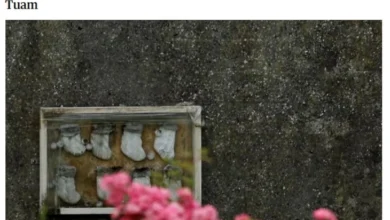 Photo of Ирска: Започна ископување на масовна гробница со останки од 800 бебиња