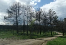 Photo of Две затворски казни од пет години и парична од 300.000 денари за фирма за предизвикан пожар над велешко езеро „Младост“ во август 2019