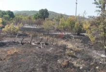 Photo of Инсектите и животни кои бегаат од опожарените места, го шират огнот на неоожарени површини на планината Серта