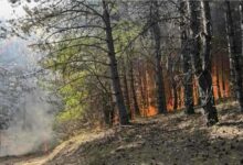 Photo of Голем шумски пожар кај Крива Паланка – зафатени над 50 хектари борова шума, огнот се шири кон Србија