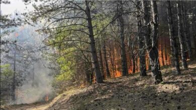 Photo of Голем шумски пожар кај Крива Паланка – зафатени над 50 хектари борова шума, огнот се шири кон Србија