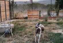 Photo of (ФОТО) Пожарот кај Скопска Црна Гора ја загрозува безбедноста на кучињата од шелтерот „Шепасти ентузијасти“ – се бара итна помош
