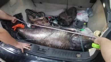 Photo of На браната „Градче“ кај Кочани фатен „Толстолобик“ долг 130 сантиметри и тежок над 50 килограми
