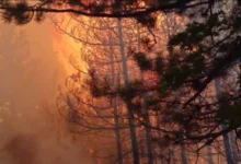 Photo of Ангелов: Борбата со пожарот во ловиштето Јасен продолжува – успешно изгасната една линија, теренот останува критичен