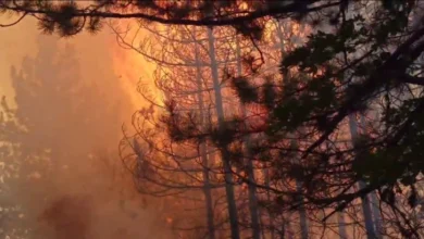 Photo of Ангелов: Борбата со пожарот во ловиштето Јасен продолжува – успешно изгасната една линија, теренот останува критичен