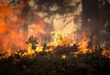 Photo of ЦУК: Активни пожари во „Јасен“ и во Октишка краста во Струга
