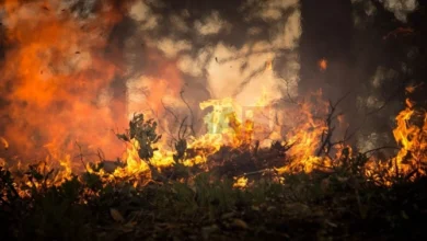 Photo of ЦУК: Активни пожари во „Јасен“ и во Октишка краста во Струга