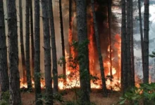 Photo of Пожарот во Тетовско и понатаму активен откако се разгоре два часа пред полноќ