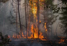 Photo of ЦУК: 21 пожар на отворен простор, седум активни, 13 изгаснати