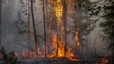 Photo of ЦУК: 21 пожар на отворен простор, седум активни, 13 изгаснати