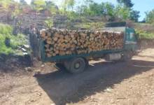 Photo of Лишени од слобода дрвокрадци во Старо Нагоричане, се обиделе да избегаат и прегазат полициски службеници