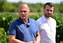 Photo of Филипче: Владата со цинични половина денар за килограм се фали со повисоки откупни цени на грозјето