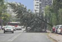 Photo of Поради невремето во Скопје на 112 повеќе пријави за паднати дрвја, скинати кабли на ЕВН и оштетување на приватна сопственост