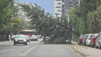 Photo of Поради невремето во Скопје на 112 повеќе пријави за паднати дрвја, скинати кабли на ЕВН и оштетување на приватна сопственост