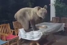 Photo of (ВИДЕО) Мечка влегла на во дом во тетовско Отиње -Домаќинот се скрил во куќата и ја снимал со мобилен