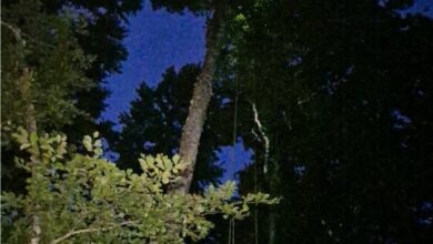 Photo of (Видео) Спасен е параглајдеристот кој висеше на дрво високо 30 метри кај Крушево